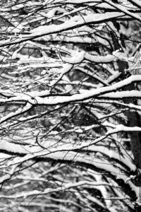 An image of tree branches covered in powder snow in December on the Timberline area of Bolton Valley Ski Resort in Vermont