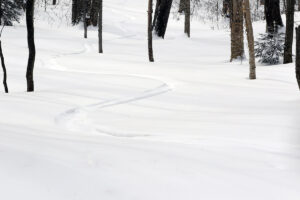 An image of ski tracks in powder snow in the Cup Runneth Over area of the Nordic and Backcountry Network of trails at Bolton Valley Ski Resort in Vermont